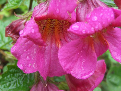 100_3924_REHMANNIA_elata___640.jpg