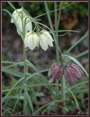 Schachbrettblumen_in_allen_Farben_14-04-05.jpg