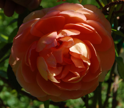 Pat_Austin_0010__78519.jpg