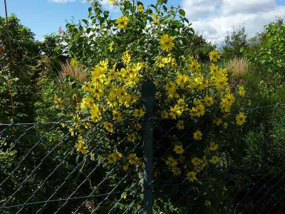 helianthus_spec_zg.jpg