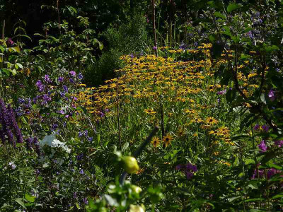 rudbeckia_fulgida_var_deamii_zg.jpg