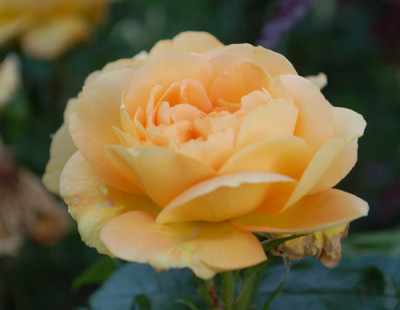 Bernstein-Rose_0010__78629.jpg