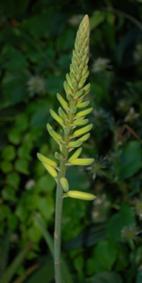 Aloa_vera__0010__78649.jpg