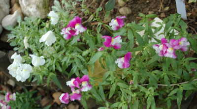 Lowenmaulchen_0010__78307.jpg