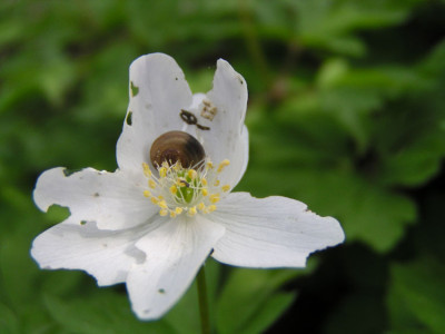 anemone_nemorosa_schnecke.jpg
