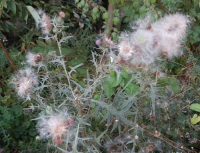 Onopordium_acanthium_0010__77911.jpg