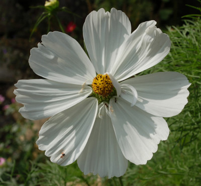 Cosmea_weiss_0010__7401.jpg