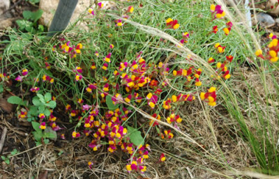 Linaria_0010__77408.jpg
