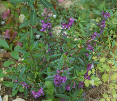 Angelonia_0010__77394.jpg