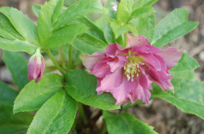 Helleborus_0010__77333.jpg