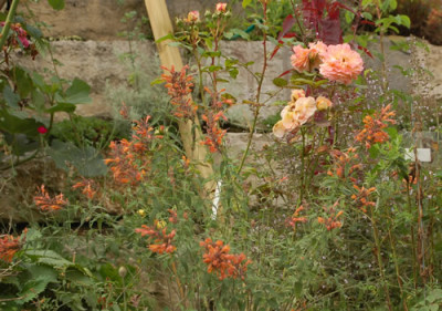 Agastache_rupestris_0010__77383.jpg