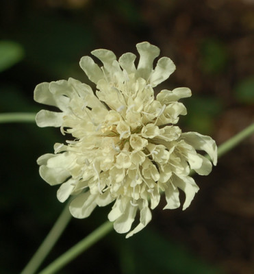 Scabiosa_gelb_0010__77402.jpg