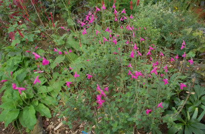 Salvia_microphylla_0010__77353.jpg