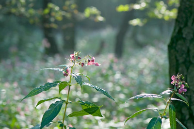 Impatiens-glandulifera-Sep0210.jpg
