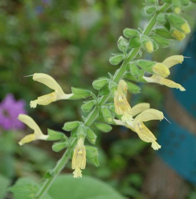 Salvia_glutinosa_0010__77684.jpg