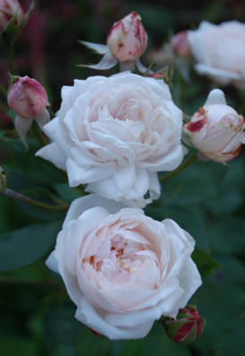 Comtesse_de_Rocquigny_0010__78627.jpg