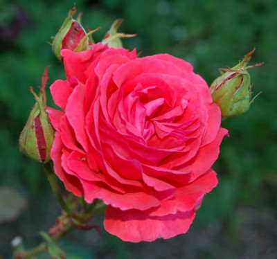 Duftwolke_0010__78607.jpg