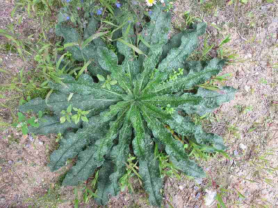 Echium_ue.jpg