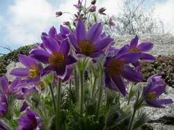 Pulsatilla_vulgaris.JPG