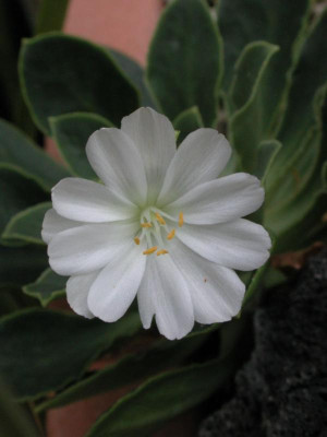 Lewisia_cotyledon_weiss.jpg