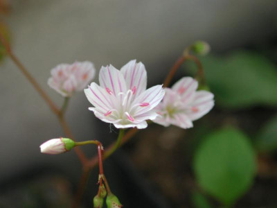 Lewisia_columbiana_ssp._wallowenesis.jpg
