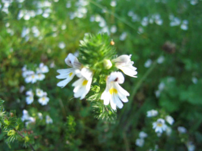 euphrasianemorosa00.jpg