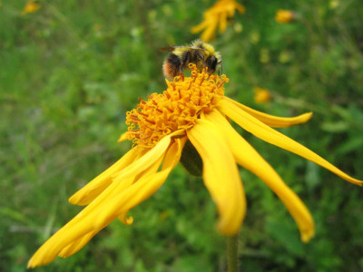 arnica022.jpg