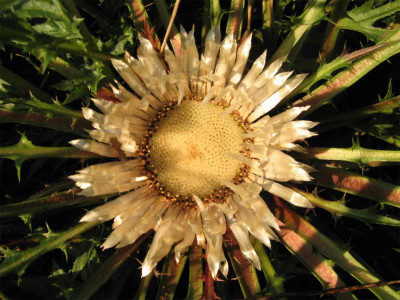 distel00026.jpg