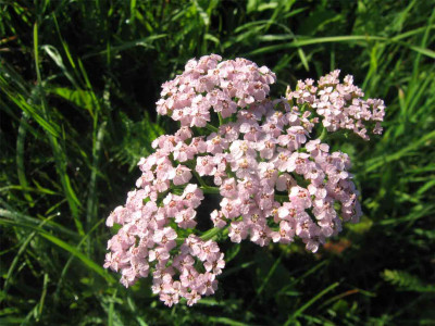 schafgarberosa0.jpg