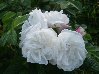 louisebougnet.jpg