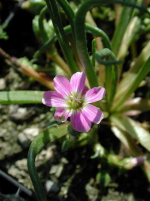 Lewisia_pygmae.jpg