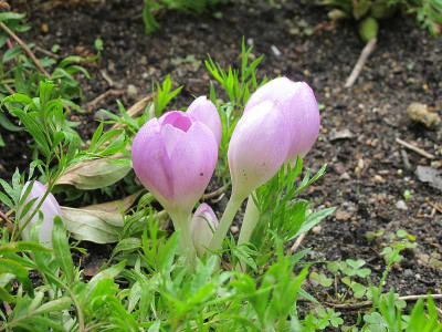 Kugelcolchicum.jpg