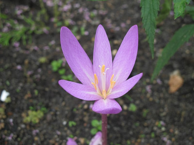 Sterncolchicum.jpg
