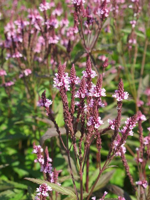 Pink_Spires_ue.jpg