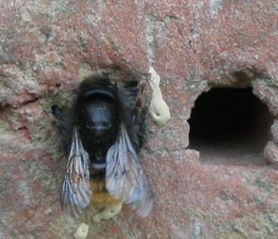 wildbiene_im_massivhaus.jpg