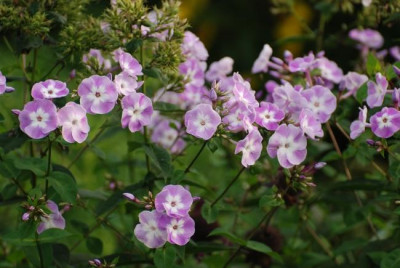 phlox_paniculata_katherine_01.jpg