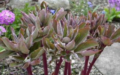 Paeonia_mlokosewitchii6.JPG