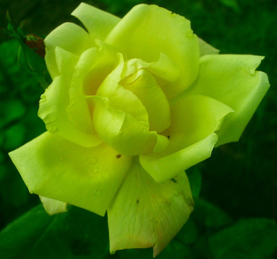 Frau-E.-Weigand-Bluete.jpg