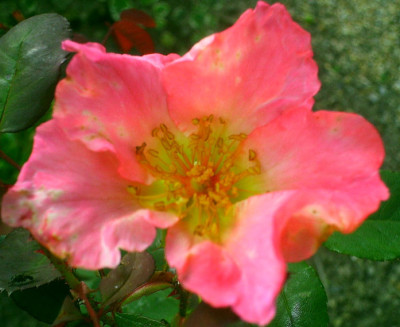 Isobel-sept.jpg