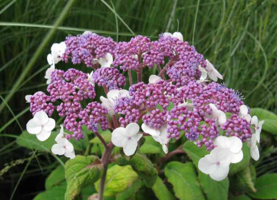 Hydrangea_aspera_unbekannt_2_800x600.jpg