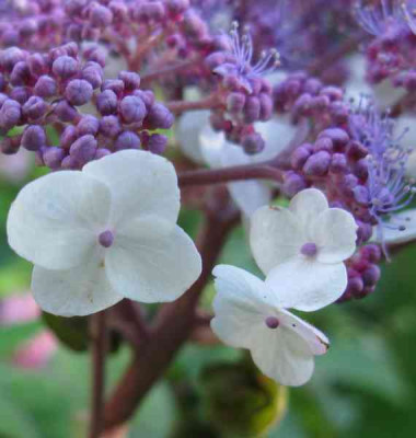 Hydrangea_aspera_unbekannt_Blutendetail_800x600.jpg