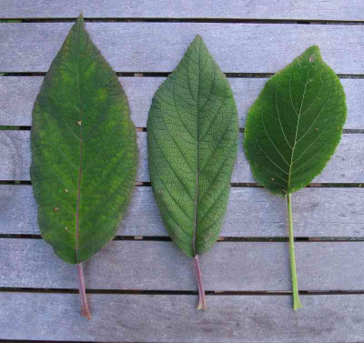 Hydrangea_aspera_unbekannt_Laubvergleich_1_800x600.jpg