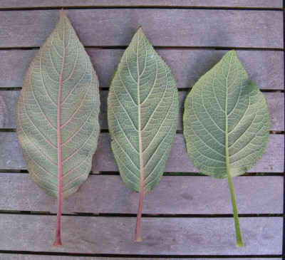 Hydrangea_aspera_unbekannt_Laubvergleich_2_800x600.jpg