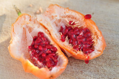 Frucht_einer_Cerulea.JPG