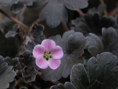 Geranium_sessiliflorum_ssp._novaezelandiae_x_traversii_var._elegans_Chocolate_Candy.jpg