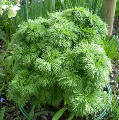 Paoenia_tenuifolia_Rosea2005-04-15.JPG