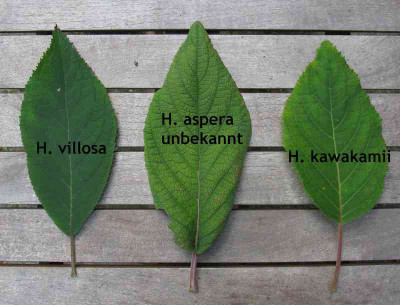 Hydrangea_aspera_unbekannt_Laubvergleich_2a_800x600.jpg