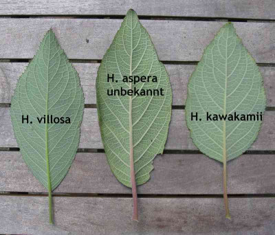 Hydrangea_aspera_unbekannt_Laubvergleich_2b_800x600.jpg