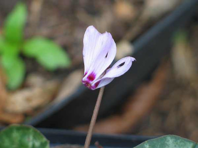 C.cilicium.jpg