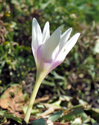 Image1_Co_Har.jpg